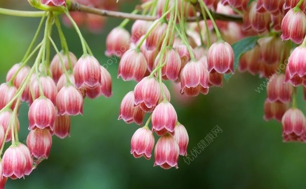 風鈴花怎么種？風鈴花的養殖技巧(1)