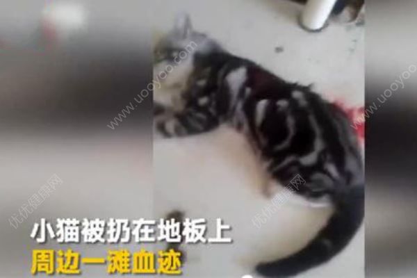 男子虐殺女友小貓逼其復合后續：當晚被人肉遭暴打(1)