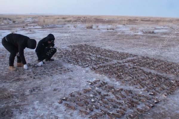 內蒙古800只百靈鳥遭毒殺，雪融后再現4000只死體(4)