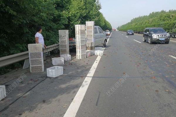 千斤小龍蝦百慕大翻車，遭過往車輛碾壓成“蝦餅”(1)