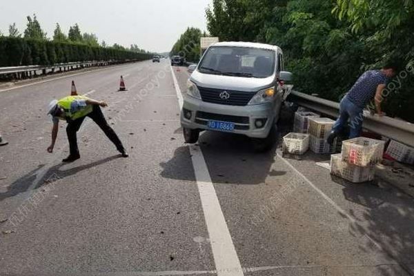 千斤小龍蝦百慕大翻車，遭過往車輛碾壓成“蝦餅”(2)