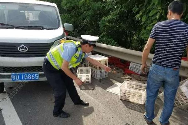 千斤小龍蝦百慕大翻車，遭過往車輛碾壓成“蝦餅”(3)