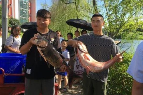 重慶一高校打撈萬斤魚，將做剁椒魚頭等給師生吃(1)