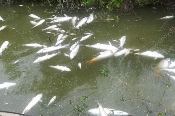 魚塘8萬斤魚全死光：檢出石油類污染物，超標572倍(1)