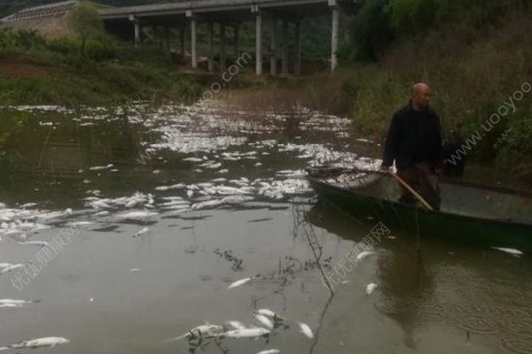 魚塘8萬斤魚全死光：檢出石油類污染物，超標572倍(3)