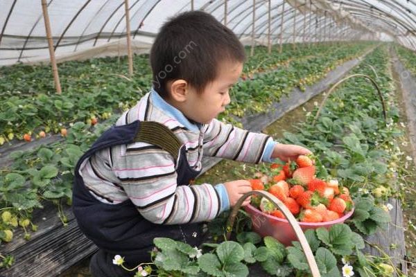 摘草莓什么時候去最好？帶孩子摘草莓須知(2)