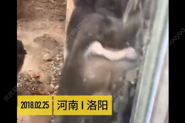 男子連續(xù)點了五六根香煙喂猴子，小猴誤當食物被燙傷(2)