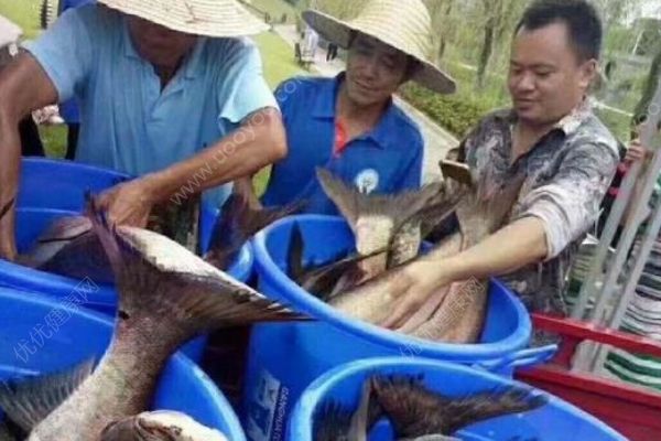 重慶一高校打撈萬斤魚，將做剁椒魚頭等給師生吃(2)