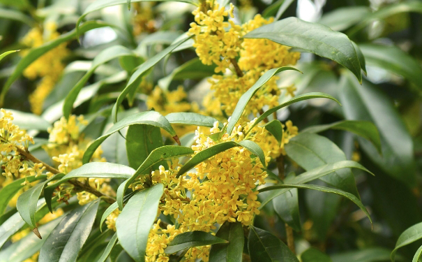 鮮花食療是什么意思？桂花漱口能除口臭嗎？(1)