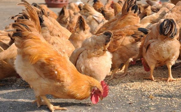 h7n9疫情進入高發期，得了h7n9怎么辦？(4)