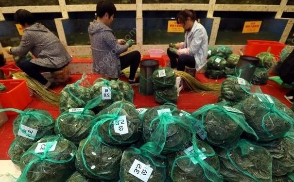 陽澄湖大媽一天捆蟹3000只，月入上萬元，螃蟹為什么要捆起來？(3)