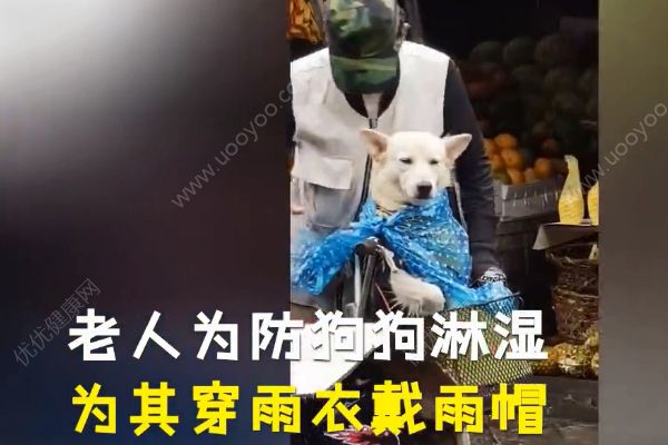 雨中給狗狗穿衣戴帽子！狗狗到底需不需要穿衣服？(1)