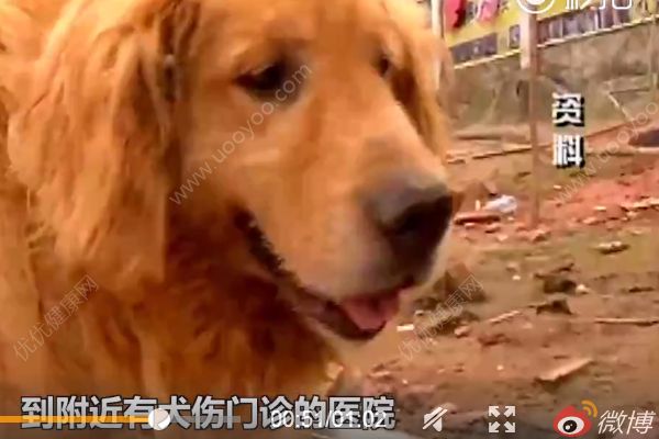 小男孩感染狂犬病“學狗叫”？警方：系謠言(2)