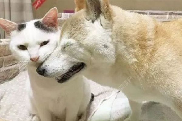 18歲老年癡呆柴犬離世，“親愛的貓，謝謝你用生命愛過我”(2)