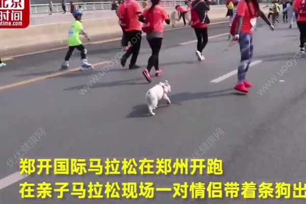 現實版熱成狗！狗子跑馬拉松，狗主人：它太胖帶來減減肥(1)