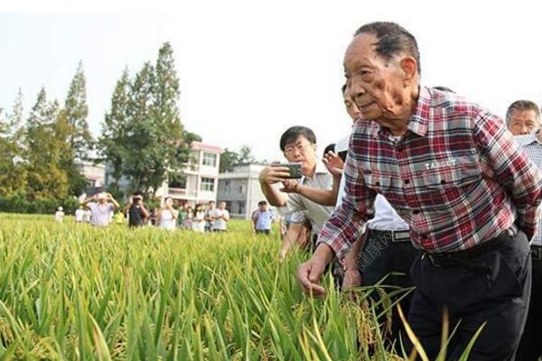 我國首次大范圍試種海水稻，數(shù)億畝鹽堿地有望成糧倉(1)