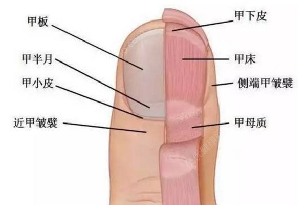 怎樣剪腳指甲避免指甲長進肉里？這才是剪腳指甲的正確方法(1)