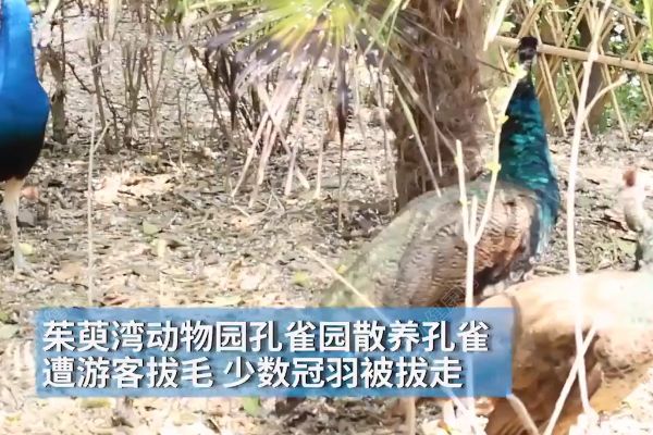 孔雀遭拔毛成公雞！動(dòng)物園：或?qū)⒂慰土腥牒诿麊危?1)