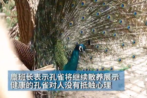 孔雀遭拔毛成公雞！動(dòng)物園：或?qū)⒂慰土腥牒诿麊危?4)