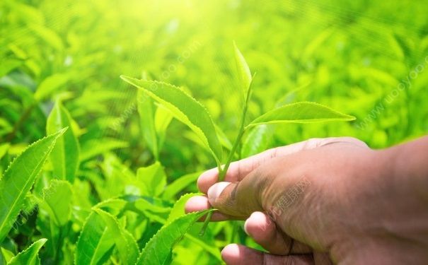 月經期間能喝綠茶嗎？月經期間可以喝綠茶嗎？(1)