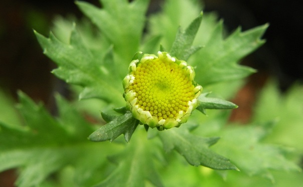 驅蚊植物對人體有害嗎？驅蚊植物有哪些？(1)