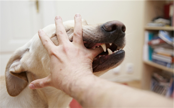 有狂犬病的狗有什么癥狀？得了狂犬病的狗有什么癥狀？(1)