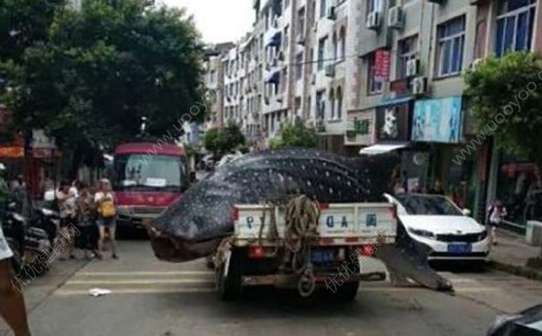 貨車運(yùn)鯨鯊送酒店遭拒，在路邊用鋸子切割，吃鯊魚肉好不好？(1)