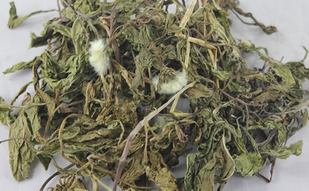 秋季蒲公英更多營養價值？喝蒲公英都有什么好處呢？(1)