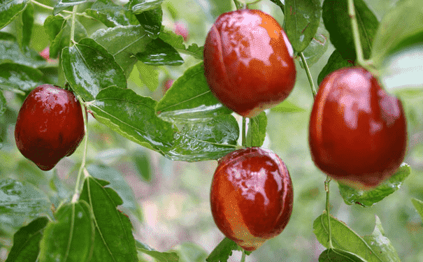 常吃紅棗有哪些好處？怎樣吃紅棗最有營養(yǎng)？(1)