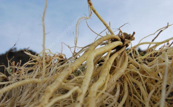 龍膽草有什么作用？龍膽草的功效與作用及禁忌癥(1)