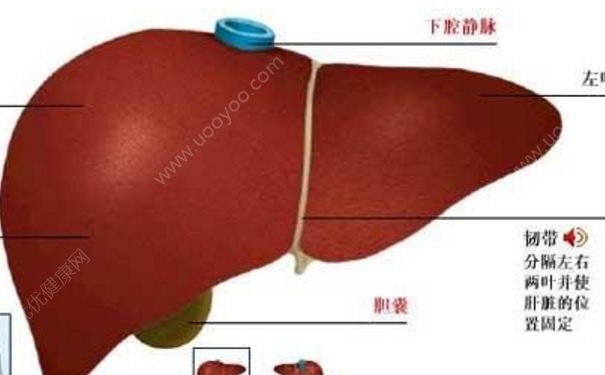 肝功能異常怎么調理？肝功能異常能治好嗎？(1)