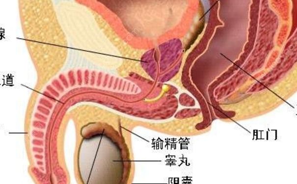 包皮炎有什么癥狀？包皮炎怎么根治？(1)