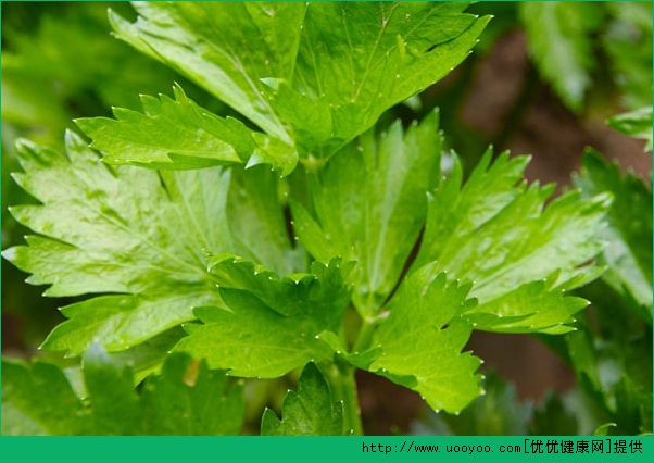 豆芽能和芹菜一起吃嗎？芹菜和豆芽一起吃有什么好處？(2)