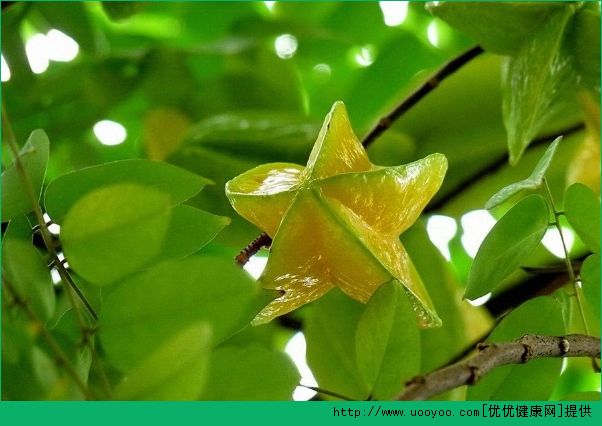 楊桃和芒果能一起吃嗎？楊桃和芒果一起吃好不好？(1)