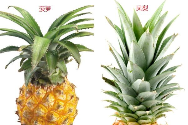 鳳梨和菠蘿的區(qū)別有哪些？鳳梨和菠蘿有什么異同點？(2)