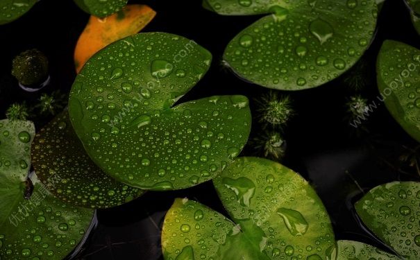 下雨衣服晾不干怎么辦？下雨天淋雨的衣服還要洗嗎？(4)