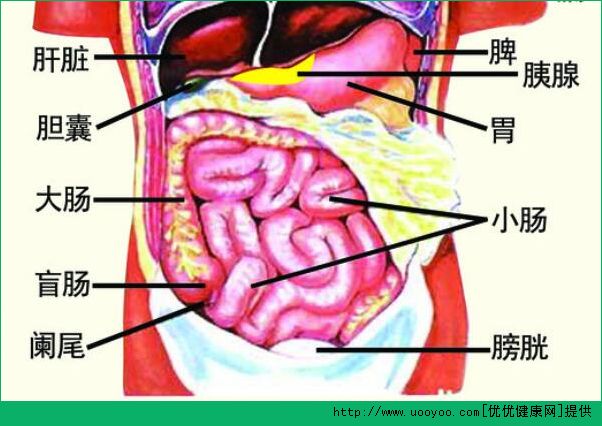 診脈有什么作用？診脈和臟腑的聯系(2)