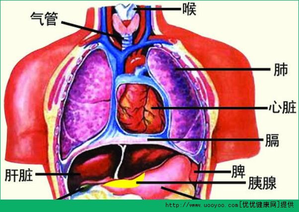 診脈有什么作用？診脈和臟腑的聯系(3)