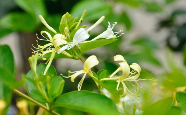 金銀花菊花茶的做法是怎樣的？金銀花菊花茶怎么做？(1)