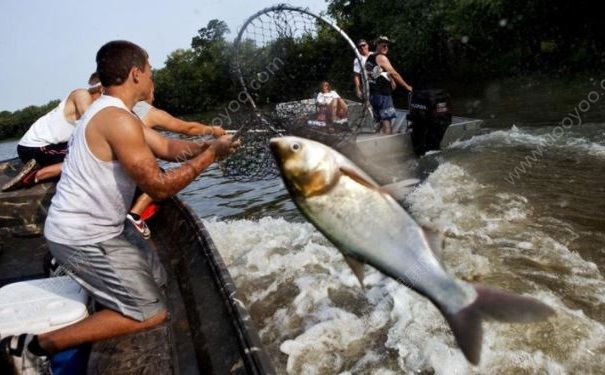 亞洲鯉魚跳上船嚇壞外國小哥，美國人為什么不吃亞洲鯉魚？(3)