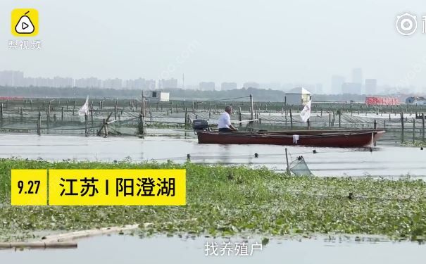 去陽澄湖吃正宗大閘蟹？當地人：正宗的你肯定買不到(1)