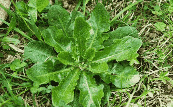 吃野菜能否生男孩？孕期吃野菜的方法是什么？(1)