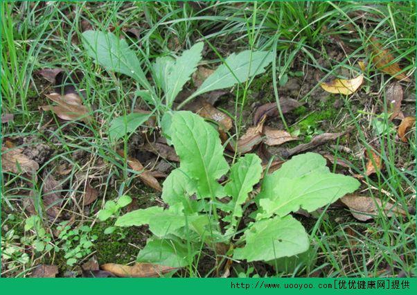 春天吃什么野菜好？哪些野菜可以吃？(1)