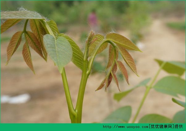 春天吃什么野菜好？哪些野菜可以吃？(3)