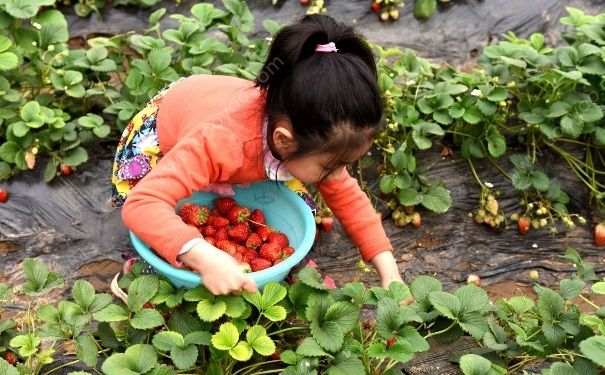 摘草莓怎么選？摘草莓怎么摘？(1)