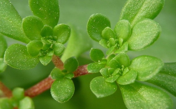 春天吃哪些野菜好？春天吃什么野菜有營養(yǎng)？(1)