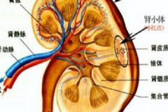 腎結(jié)石金錢草有用嗎？腎結(jié)石喝金錢草管用嗎？[圖]