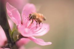 蜂膠是蜂王漿嗎？蜂膠和蜂王漿的區別[圖]