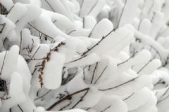 全國多地下雪，白雪皚皚，雪可以直接吃嗎？[多圖]