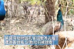 孔雀遭拔毛成公雞！動物園：或將游客列入黑名單！[多圖]